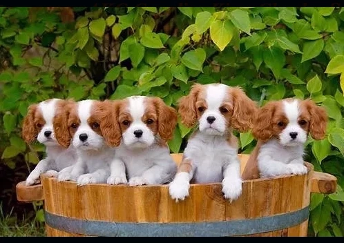 Cavalier King Charles Spaniel Breeders Ocala FL