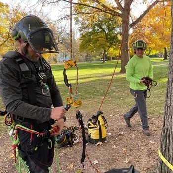 Financial Benefits of Tree Removal Services