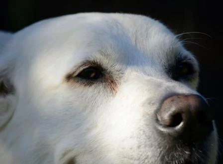 The Great Pyrenees Can Be Stubborn
