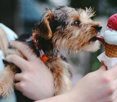 Bedlington Terrier Personality