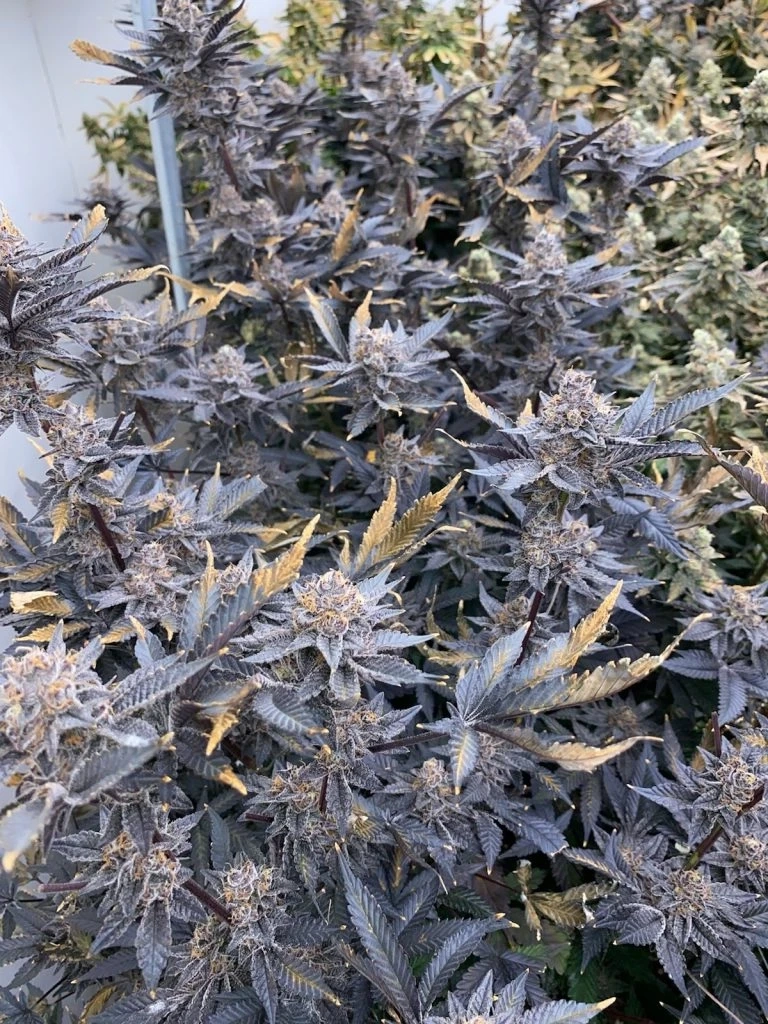 Trop Cookie X Animal Cookies