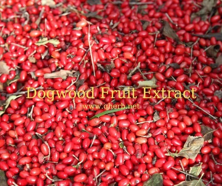 What Are the Various Uses of Dogwood Fruit Extract?
