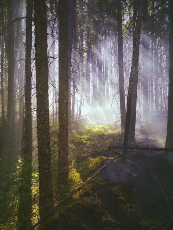 New Life – The Power of Healing – Finding Beauty Amidst Hardships