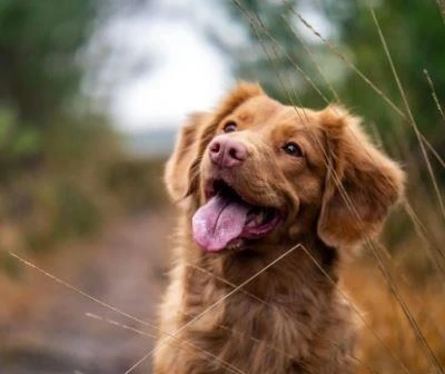 Is Your Dog’s Eyesight Failing?