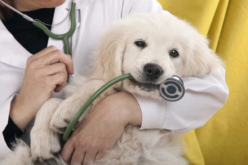Preparing Your Cat For Visits To The Veterinarian
