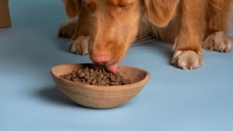 N & D Dog Food: Fueling Your Pup's Energy and Vitality