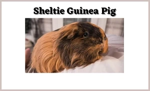 All About Sheltie Guinea Pig