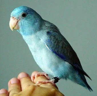 How Do You Know If a Bird Is Feeling Cold?