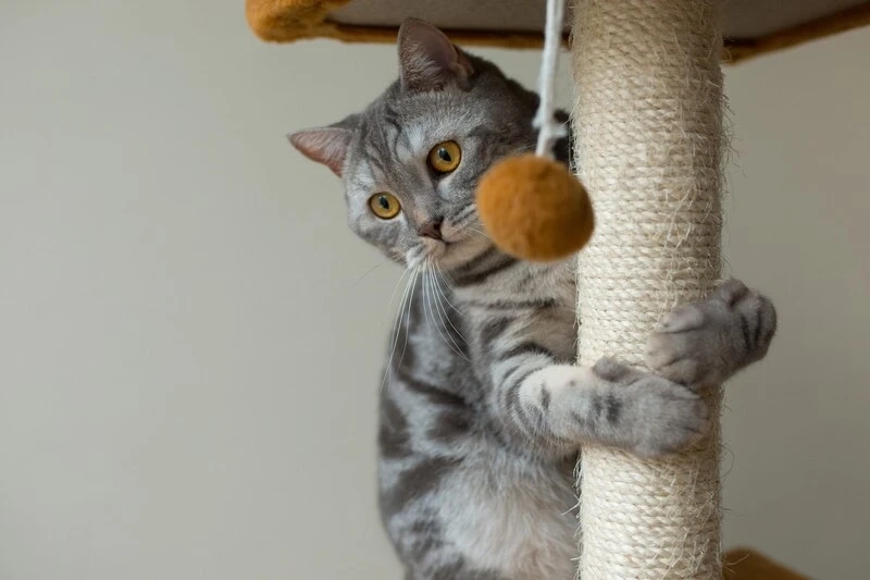 A Cat Scratcher Is the Type of Accessory Any Cat Owner Should Have