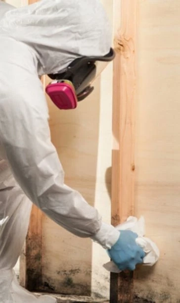 Safely Removing Mold: What Restoration Companies Do