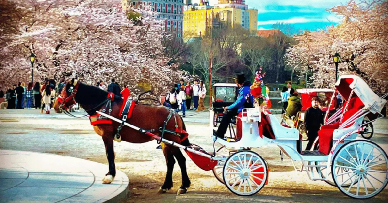 How Does a Carriage Ride in NYC Work and Is It Worth It?