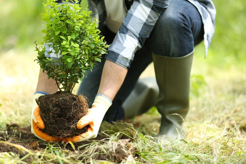 Tree Planting Tips for Your Mansion