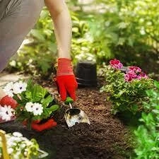 Buy Quality Seeds For Quality Gardening