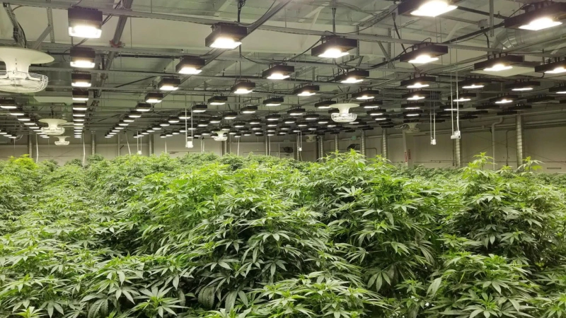 LED Light Spectrum Guide for Indoor Plant Growth