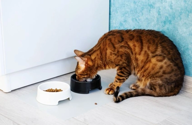 Craving Perfection: The Stella and Chewy Cat Food Revolution