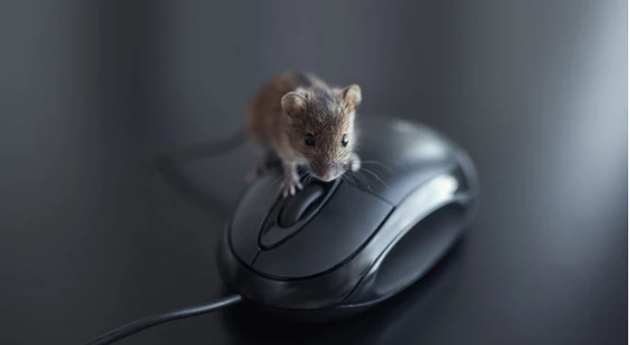 How to Prevent Rodent Infestation At Your Workplace?