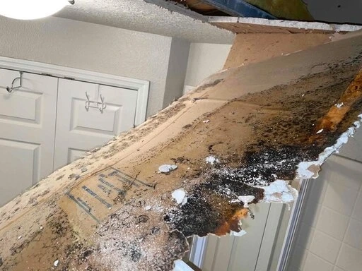 Clearwater's Invisible Threats and Mold Remediation Secrets