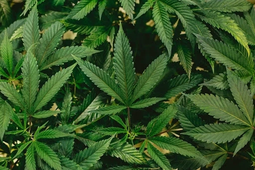 5 Uses of Hemp Throughout The Centuries