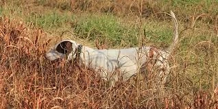 How to Prevent Dog Tracking With an E Collar?