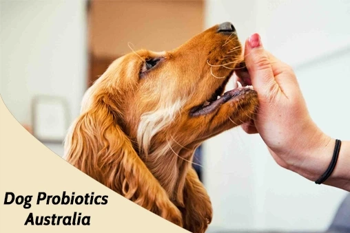 A Wagging Tail's Guide to Probiotics For Dogs Australia