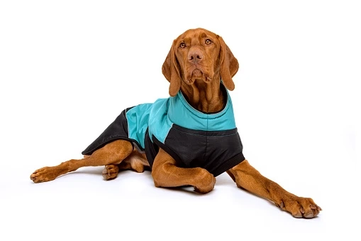 A Waterproof Winter Dog Coat Makes Harsh Cold Weather Manageable