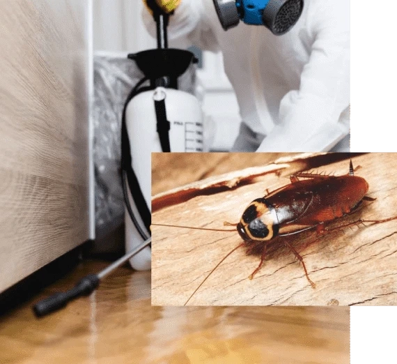 What To Do If You Encounter German cockroach infestation?