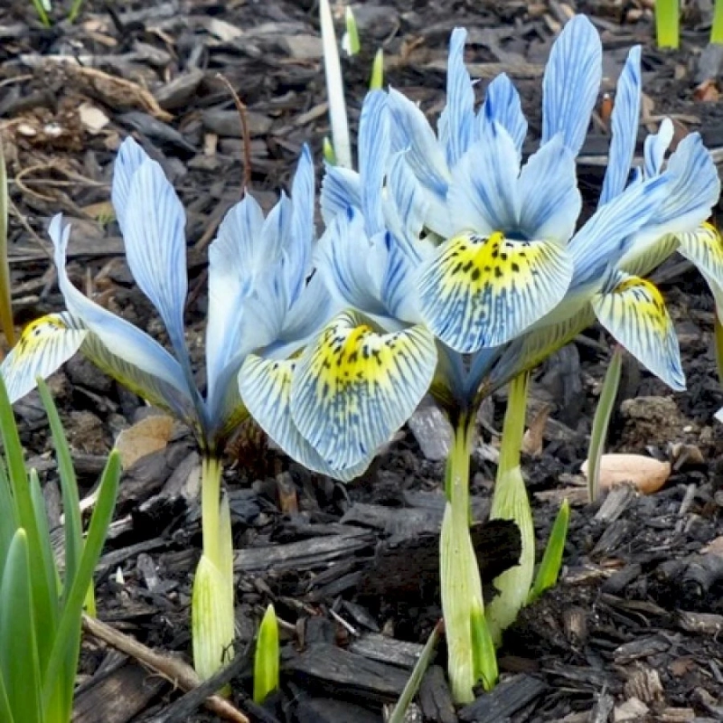 Spring Blooms in a Small, Townhouse Garden