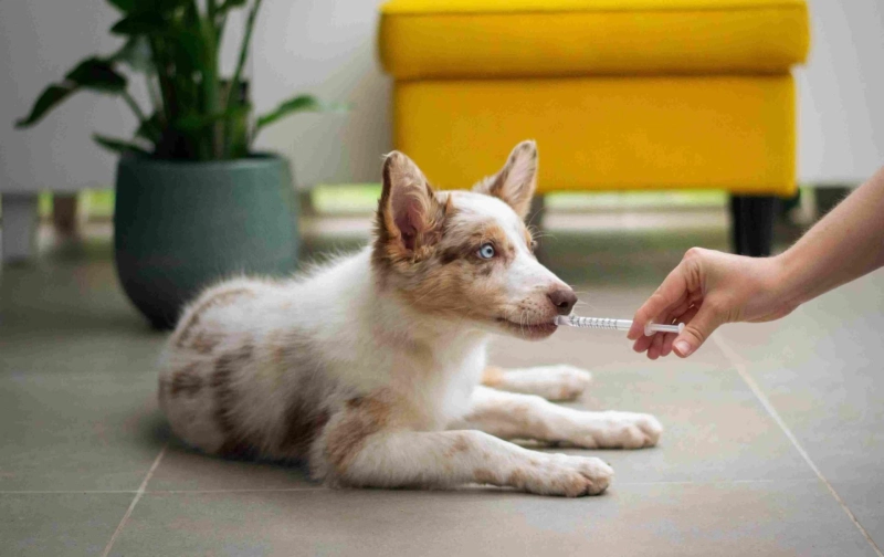 Importance Of Regular Vet Visits