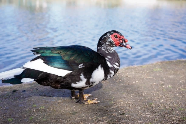 Poultry Farming In The United States Of America