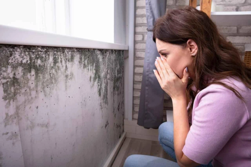 What is Mold Removal?