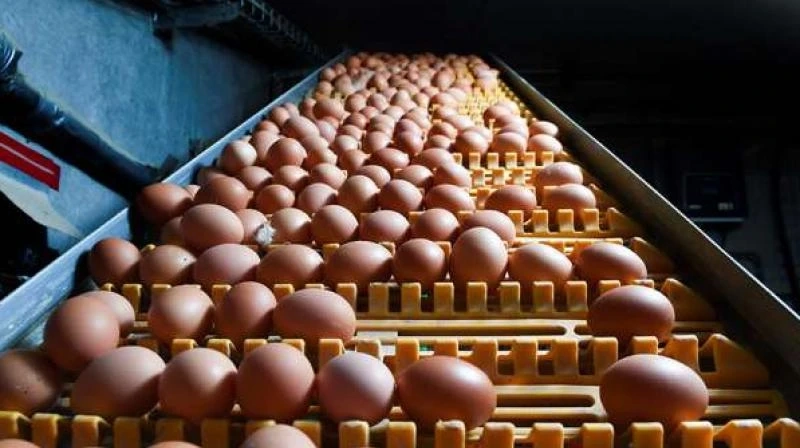 Why it is needed to get daily update about Egg Rates?