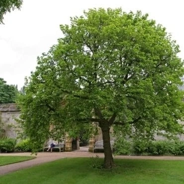 Have better privacy with 20 Foot Trees For Sale