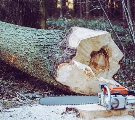 Reliable Tree Care Solutions in Mundelein at Great Prices