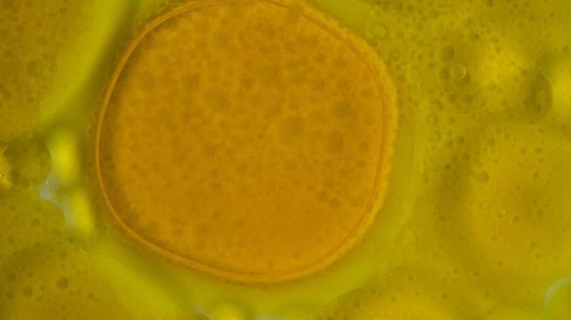 The Rise of Natural Dye Companies: Sustainable Color for a Greener Future