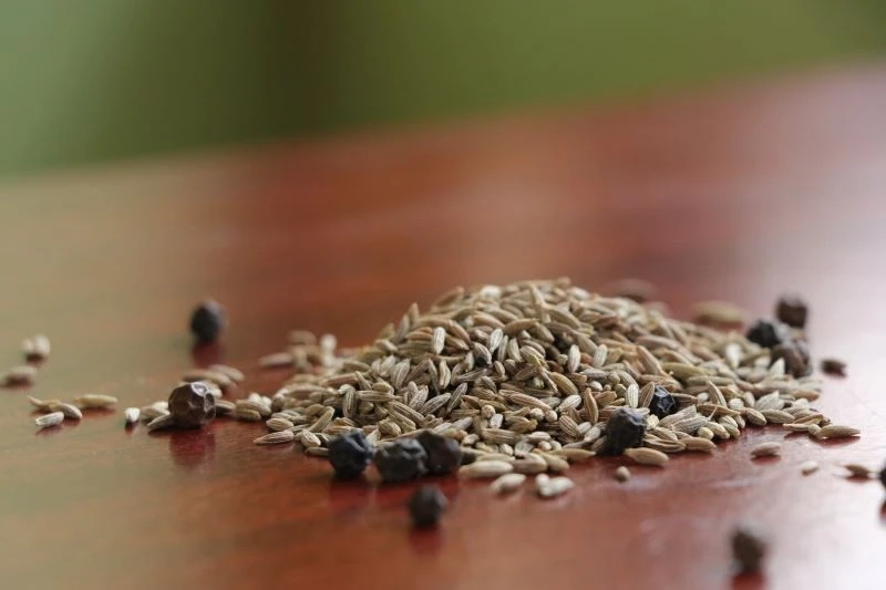 Why Isn't It a Good Idea to Replace Bird Food with Anything Else?