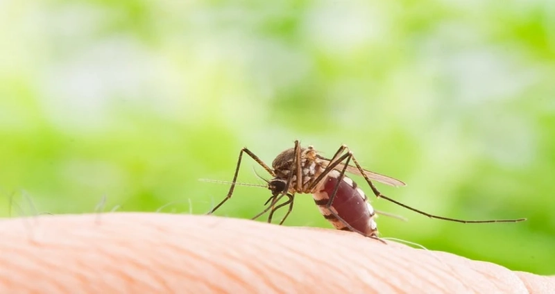 Future Trends in Mosquito Control Services: What You Need to Know