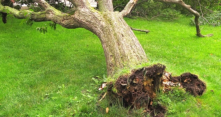 What Kind of Symptoms in Tree Indicate That It's Time to Cut Down a Tree?