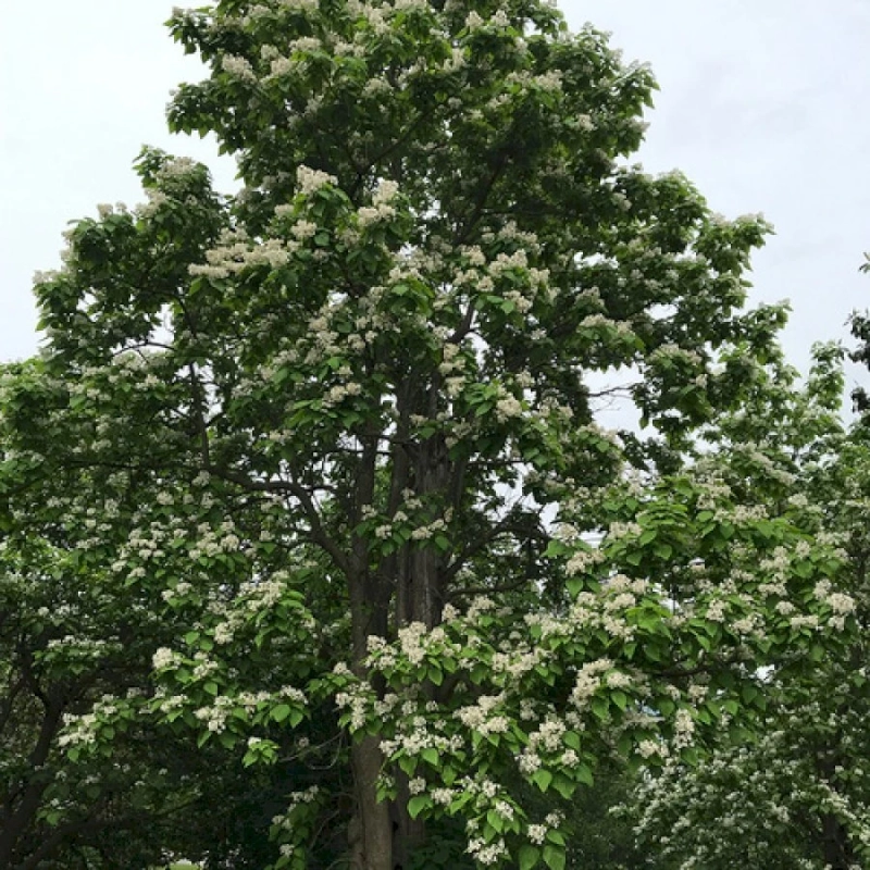 Catalpa Trees, Catawba Worms, and Southern Lore