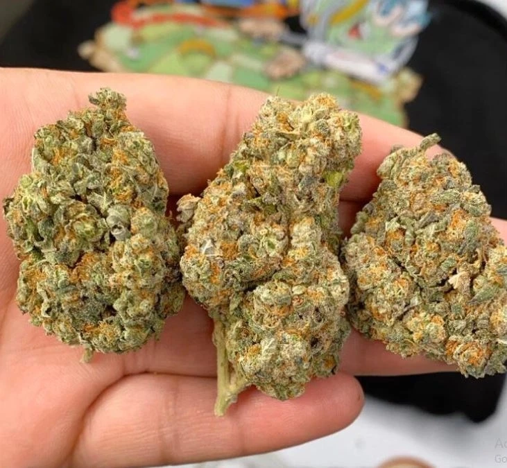 The Power of Spritzer Strain: Unmatched Therapeutic Benefits