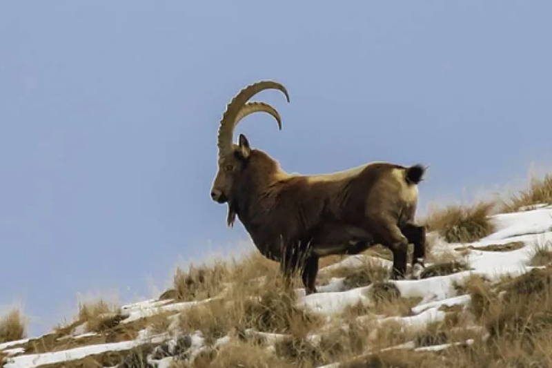 Wild Pursuits: Red Stag Hunting in New Zealand and Brown Bear Hunts