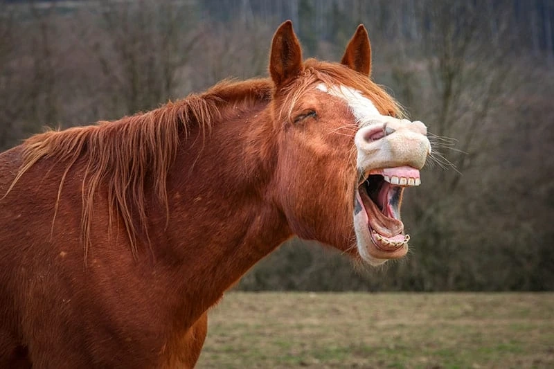 Would it be a good idea for me to Eliminate My Pony's Wolf Teeth?