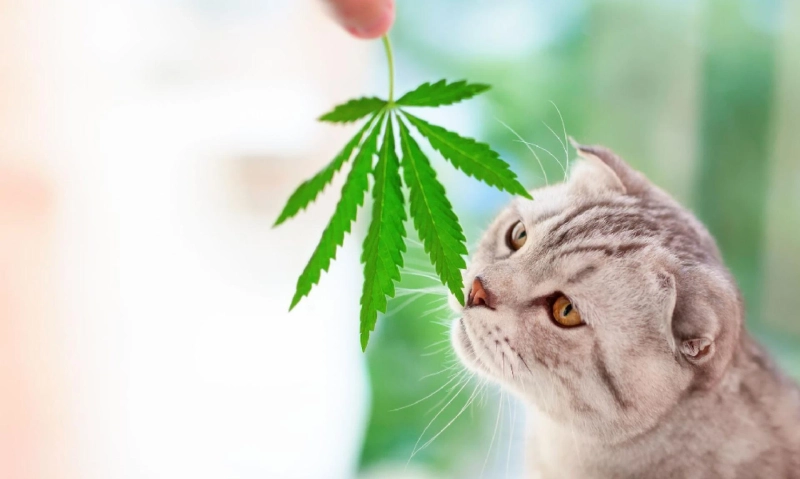 Does cannabis affect cats?
