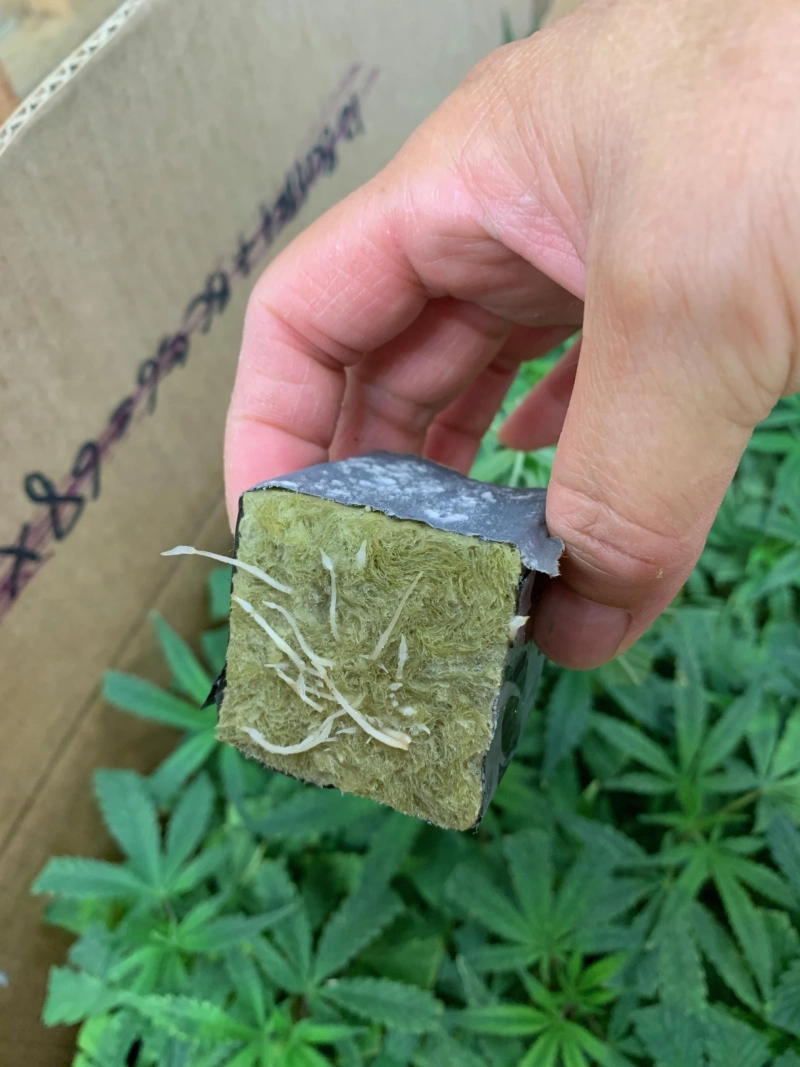 Gmo Cookies Clones los angeles Hempplantnursery