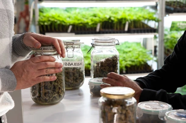 Exploring the Potential of Medical Cannabis in Alzheimer's Treatment