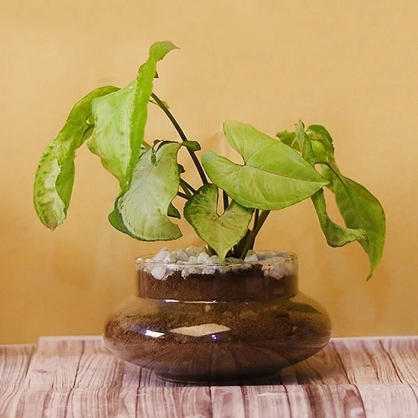 How To Maintain The Indoor Plants Online India Well?