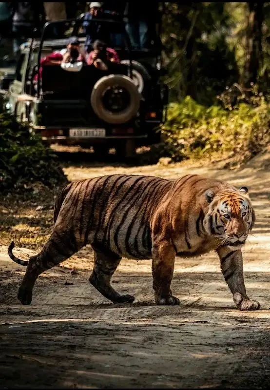India’s Central Tiger Reserves vs South Africa’s Kruger: The Luxury Decision Guide for Americans