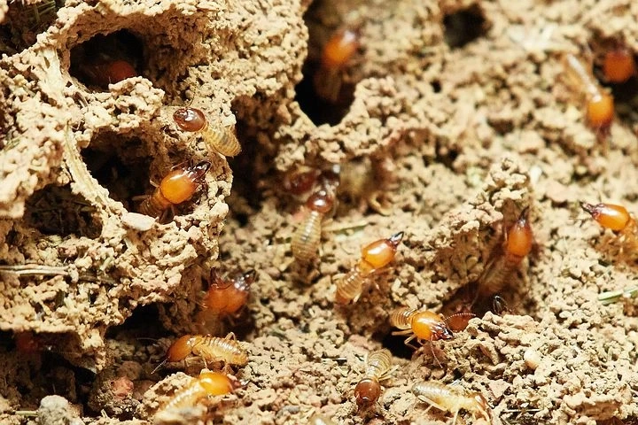 Can I do termite treatment myself?