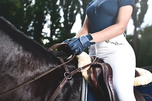 Canadian Tack Stores for Best Equipment for Your Four-Legged Friend