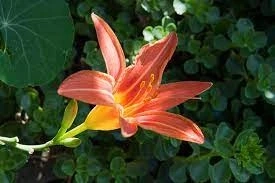 Celebrating Mother's Day with Flowers Malaysia