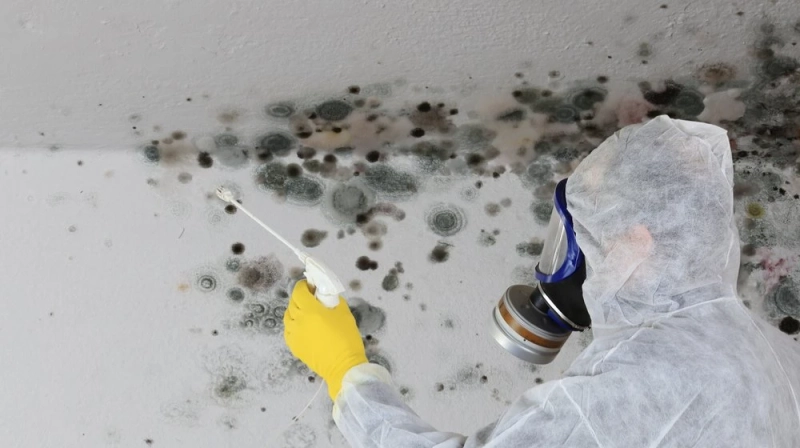 Bay Area Mold Pros - Saying Goodbye To Mold